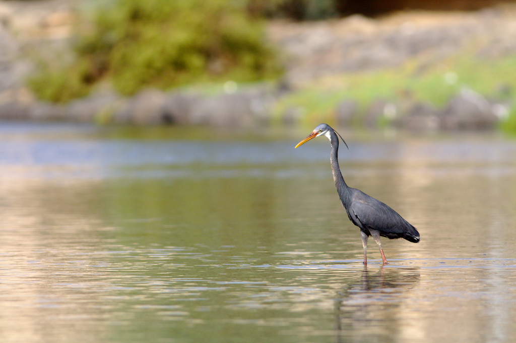 -aigrette-des-recifs-phase-sombre.jpg
