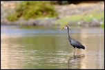 -aigrette-des-recifs-phase-sombre.jpg
