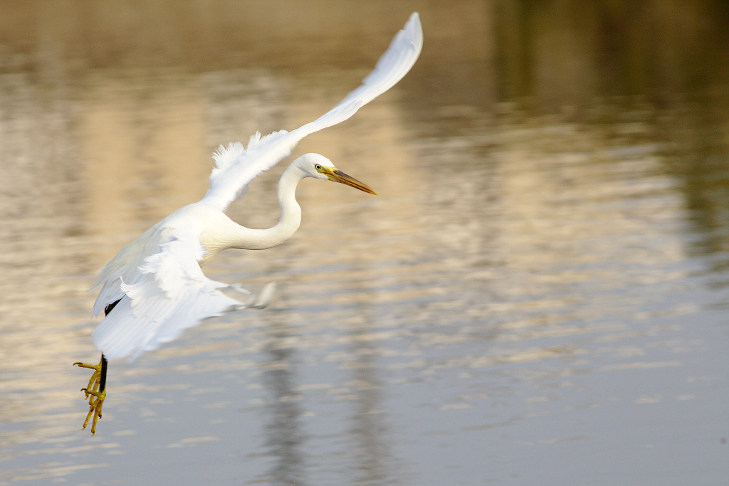 -aigrette-des-recifs-phase-claire.jpg