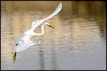 -aigrette-des-recifs-phase-claire.jpg