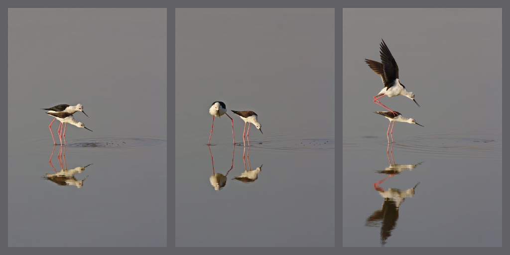 -triptyque-echasse.jpg