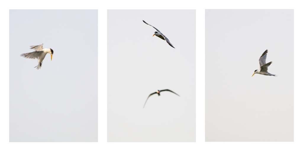 -thalasseus-bengalensis-triptyque.jpg