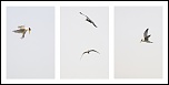 -thalasseus-bengalensis-triptyque.jpg
