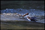 IJA2097 CINhttp://www.eos-numerique.com/album.php?albumid=5323&attachmentid=43299CLE PLONGEUR