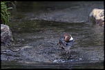IJA2277 CINChttp://www.eos-numerique.com/album.php?albumid=5323&attachmentid=43300LE PLONGEUR