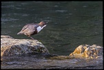 IJA2289 CINCLEhttp://www.eos-numerique.com/album.php?albumid=5323&attachmentid=43301 PLONGEUR