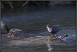 IJA2039 Cincle plongeur2http://www.eos-numerique.com/album.php?albumid=5323&attachmentid=43305