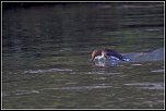 IJA2228 2 Cincle plhttp://www.eos-numerique.com/album.php?albumid=5323&attachmentid=43306ongeur2