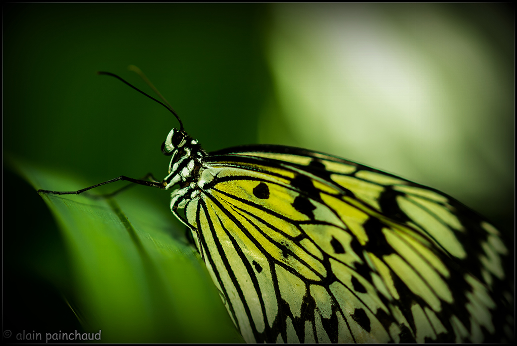 papillon 1