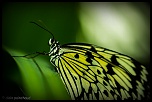 papillon 1