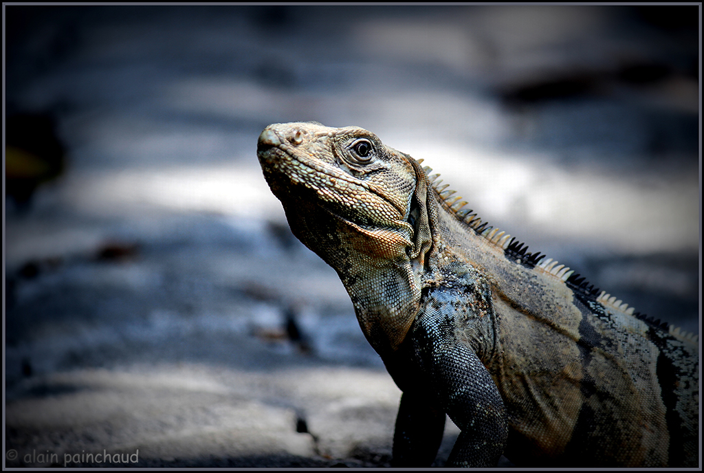 iguane 1