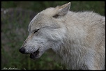 loup 1
