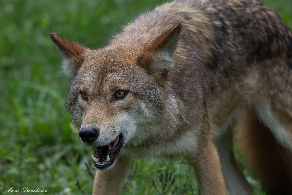 loup 2