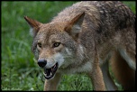 loup 2