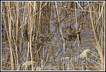 MG 5559http://www.eos-numerique.com/album.php?albumid=5323&attachmentid=43349