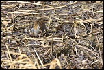 MG 5585bhttp://www.eos-numerique.com/album.php?albumid=5323&attachmentid=43350