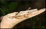 probleme d&#39;install logiciels canon-insecte-sur-branche.jpg