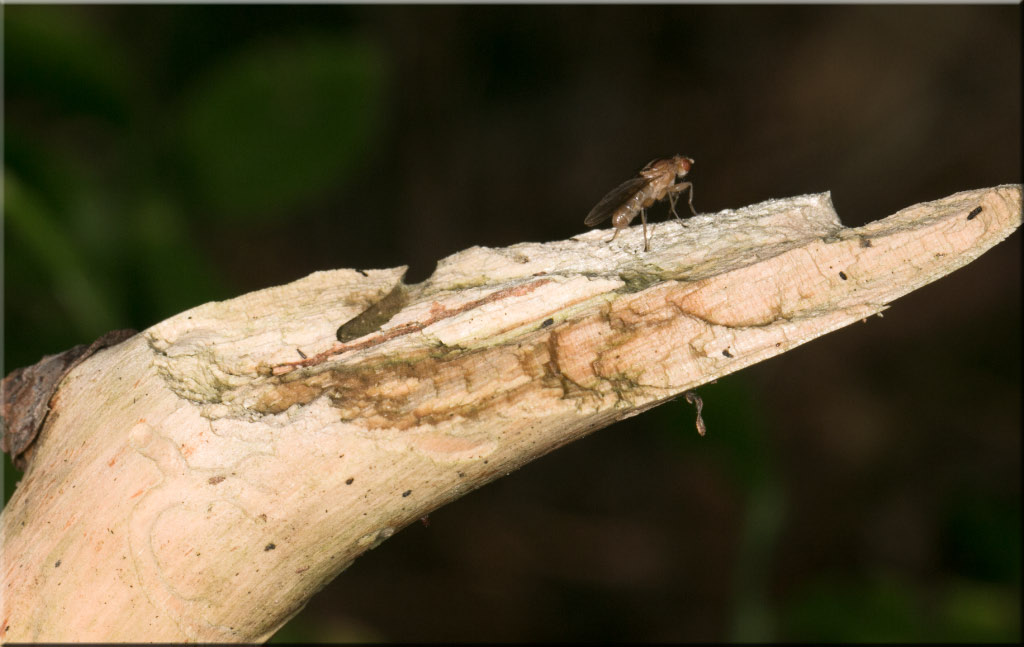 probleme d&#39;install logiciels canon-insecte-sur-branche.jpg