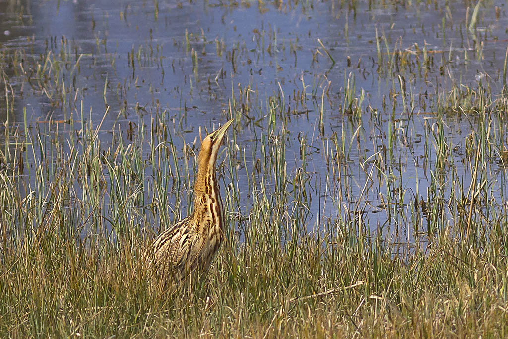 MG 6439http://www.eos-numerique.com/members/cibin-j/albums/nature-et-divers/43644-a/