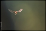 Co-administration-img_3027.jpg