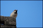 logiciel image-moineau04042015.jpg