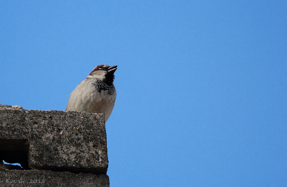 logiciel image-moineau04042015.jpg