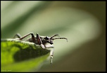 logiciel image-insecte04042015.jpg