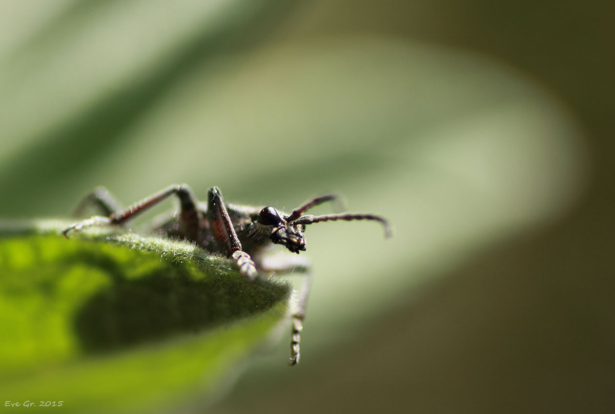 logiciel image-insecte04042015.jpg
