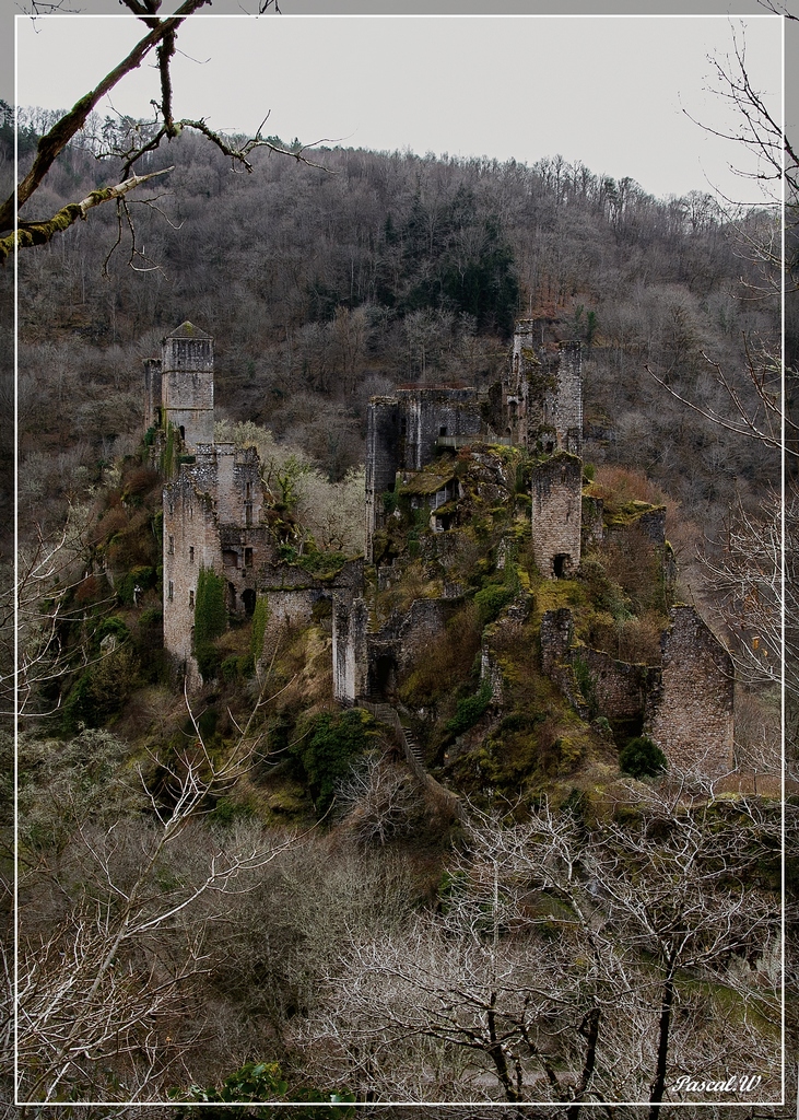 Les 10 derniers post du forum sur votre site-merle6.jpg