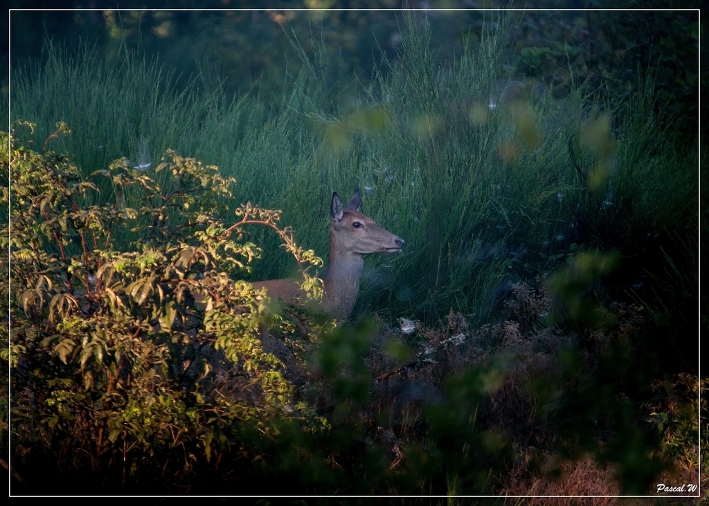 -biche-prach.jpg