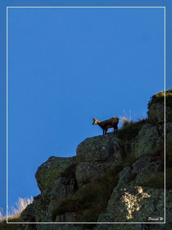 -chamois-le-fau-ombre-3-1-sur-1-.jpg