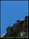 -chamois-le-fau-ombre-3-1-sur-1-.jpg