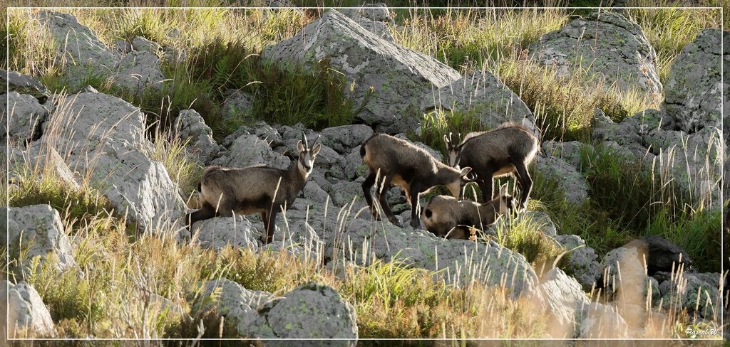 -chamois-le-fau.jpg