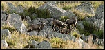 -chamois-le-fau.jpg