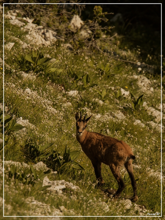 -chamois-lure.jpg