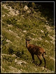 -chamois-lure.jpg