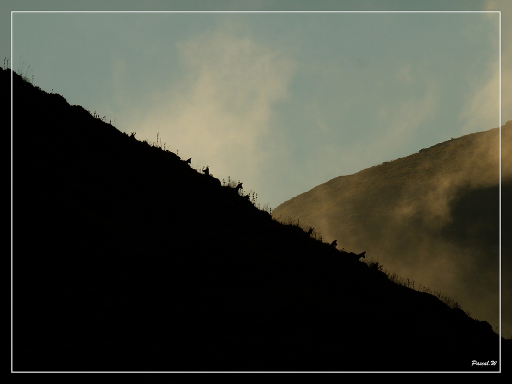 -chamois-ombre.jpg
