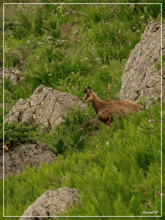 -chamoislefau.jpg