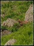 -chamoislefau.jpg