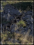 -img_0084rec.jpg