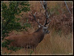 -img_0998rec.jpg