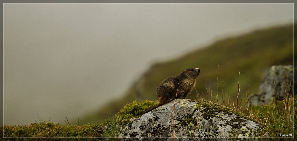 -marmotte.jpg