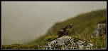 -marmotte.jpg