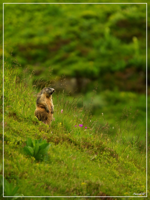 -marmotte2b-1-sur-1-.jpg