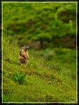 -marmotte2b-1-sur-1-.jpg
