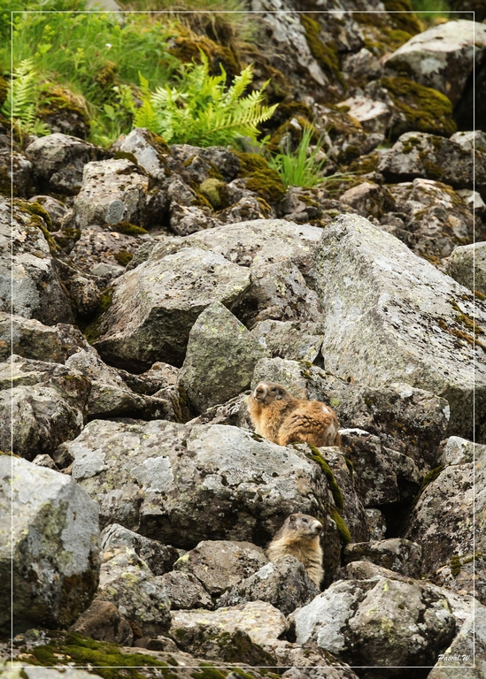 -marmottes.jpg