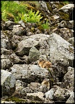 -marmottes.jpg