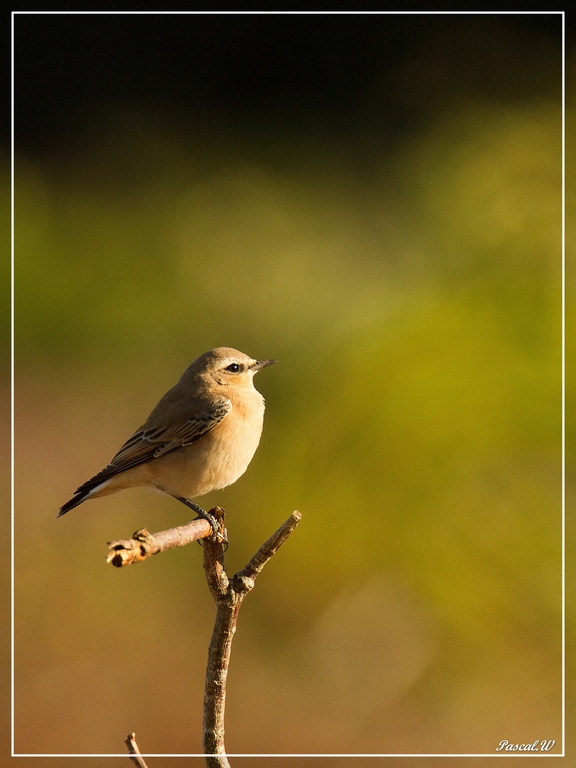 -oiseaux1.jpg