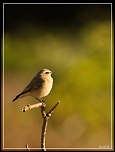-oiseaux1.jpg