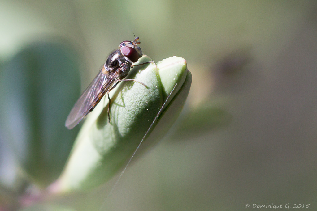 Canon 6D + EF 100mm Macro f/2.8 USM
1/800 - f/5 - iso 1600
Avril 2015 (crop)